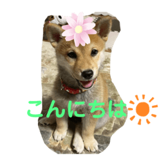 [LINEスタンプ] やんちゃきな子の挨拶しましょう♪