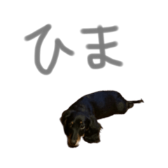 [LINEスタンプ] 我が家のまめちゃん①