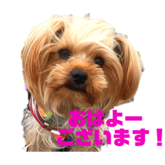 [LINEスタンプ] ヨークシャーテリア 愛