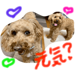 [LINEスタンプ] ぽっきー＆ころん 日常編トイプードル