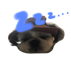 [LINEスタンプ] シーズー犬❗こっちゃん❤