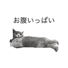 [LINEスタンプ] 愛猫サリーちゃん①