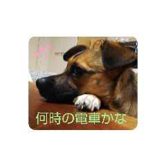 [LINEスタンプ] つぶやき犬