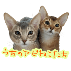 [LINEスタンプ] うちのアビねこたち