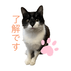[LINEスタンプ] 癒し猫パンダ