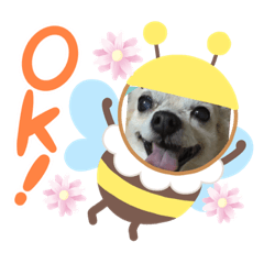 [LINEスタンプ] チワワでホンワカ♪cute dogs