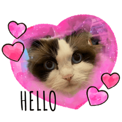 [LINEスタンプ] 霧島はじめスタンプ2