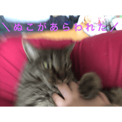 [LINEスタンプ] 愛猫パラダイス 2