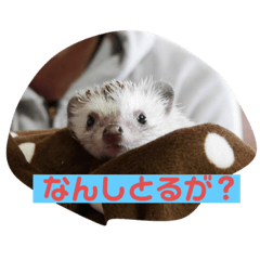 [LINEスタンプ] 富山弁のハリネズミ、さぼてん＆ハリ太郎