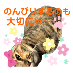 [LINEスタンプ] Amaru 日常①