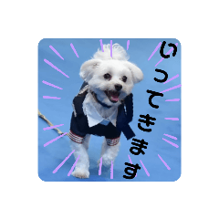[LINEスタンプ] マルチーズのかしわ