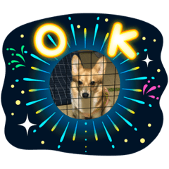 [LINEスタンプ] 毎日自粛ワン