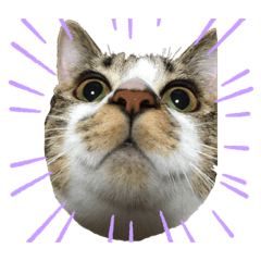 [LINEスタンプ] ねこの羽琉