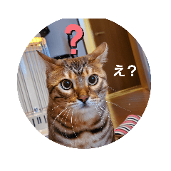 [LINEスタンプ] セロリとライムのスタンプ