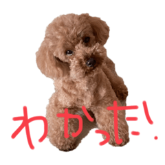 [LINEスタンプ] ロペの言葉事情