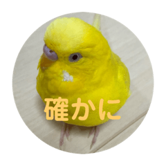 [LINEスタンプ] 黄色いインコ。日常会話2