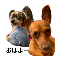 [LINEスタンプ] 後藤家のお犬さまたち