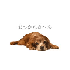 [LINEスタンプ] らてまるの呟き