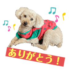[LINEスタンプ] マロントイプースタンプ！