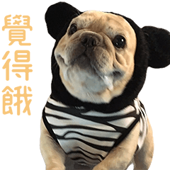 [LINEスタンプ] フレンチブルドッグ ブルトの日常