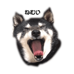 [LINEスタンプ] 黒柴いっちゃん