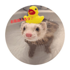 [LINEスタンプ] ぼくきなこだよー