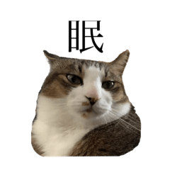 [LINEスタンプ] 鈴木キャット