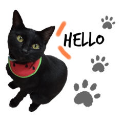 [LINEスタンプ] 病院猫のクロ