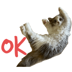 [LINEスタンプ] 愛猫ちゃぴスタンプ