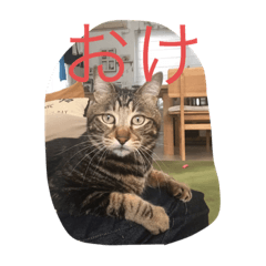 [LINEスタンプ] 可愛いニャンコスタンプ