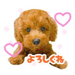 [LINEスタンプ] トイプードルのノアとハナ♡日常会話