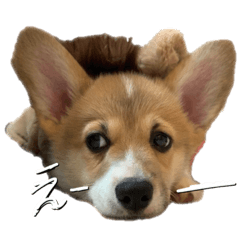 [LINEスタンプ] レオくん♂
