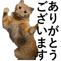 [LINEスタンプ] 猫の仗助