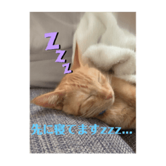 [LINEスタンプ] まろまろ。スタンプ