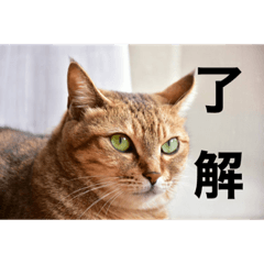 [LINEスタンプ] うちの猫たちの割も使えるスタンプ