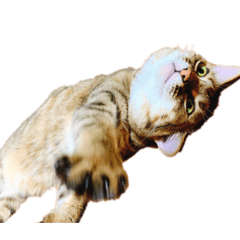 [LINEスタンプ] パッツン猫のまるちゃん