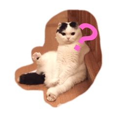 [LINEスタンプ] スコのマメスタンプ