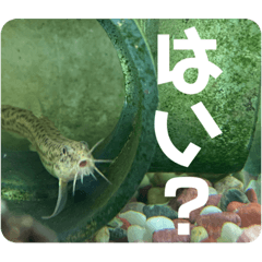 [LINEスタンプ] ドジョウらぶ3