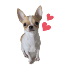[LINEスタンプ] チワワのちゃい