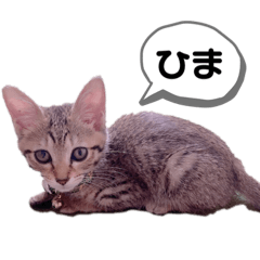 [LINEスタンプ] 茶々丸 ①