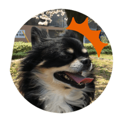 [LINEスタンプ] 愛犬いちごスタンプ