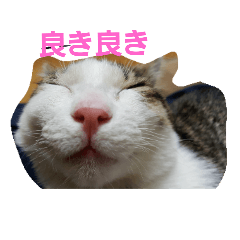 [LINEスタンプ] さ.み.ちニャンs