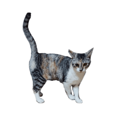 Free combination ＊ Cat stamp