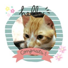 [LINEスタンプ] 日常cat