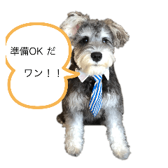 [LINEスタンプ] ミニシュナのコットン君（実写）