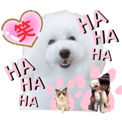[LINEスタンプ] トイプードル・シェイク②