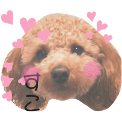 [LINEスタンプ] トイプードルのメルちゃんだよ