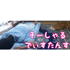 [LINEスタンプ] コーギー犬くうすけからのメッセージ