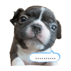 [LINEスタンプ] ボストンテリア はるちゃん