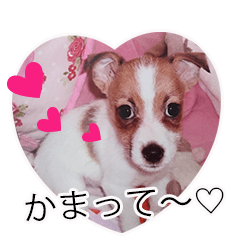 [LINEスタンプ] ライムちゃんの日常